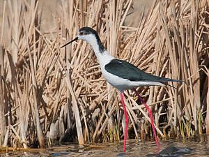 Himantopus himantopus